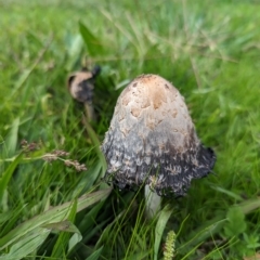 Coprinus comatus at Holder, ACT - 23 Apr 2023