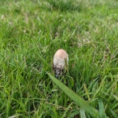 Coprinus comatus at Holder, ACT - 23 Apr 2023