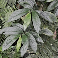 Elatostema reticulatum (Rainforest Spinach) at Budderoo National Park - 23 Apr 2023 by plants