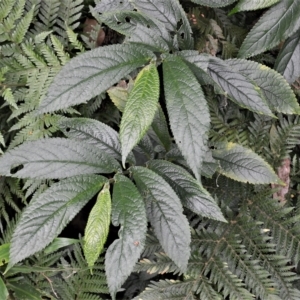 Elatostema reticulatum at Jamberoo, NSW - 23 Apr 2023