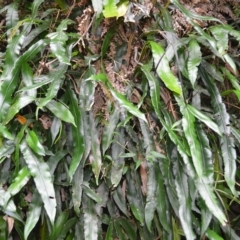 Blechnum patersonii subsp. patersonii (Strap Water Fern) at Jamberoo, NSW - 22 Apr 2023 by plants