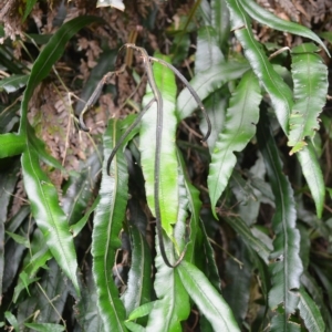 Blechnum patersonii subsp. patersonii at Jamberoo, NSW - 23 Apr 2023