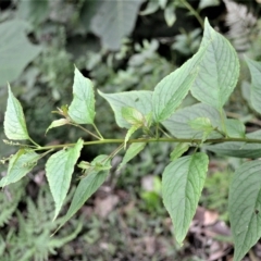 Deeringia amaranthoides at Budderoo National Park - 22 Apr 2023 by plants