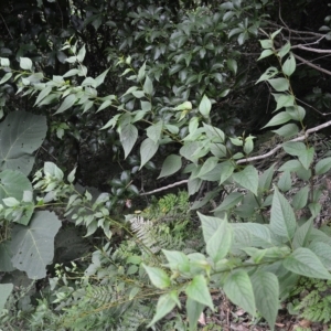 Deeringia amaranthoides at Jamberoo, NSW - 23 Apr 2023