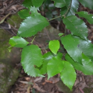 Daphnandra johnsonii at Jamberoo, NSW - 23 Apr 2023