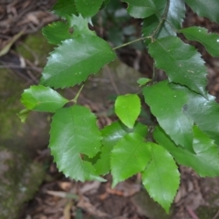 Daphnandra johnsonii (Illawarra Socketwood) at Jamberoo, NSW - 22 Apr 2023 by plants