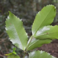 Daphnandra johnsonii at Jamberoo, NSW - 23 Apr 2023