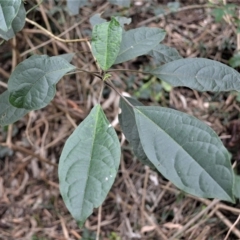 Clerodendrum tomentosum (Hairy Clerodendrum) at Jamberoo, NSW - 23 Apr 2023 by plants