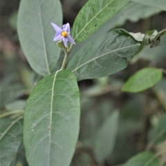 Solanum stelligerum (Devil's Needles) at Budderoo National Park - 23 Apr 2023 by plants