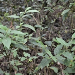 Solanum stelligerum at Jamberoo, NSW - 23 Apr 2023