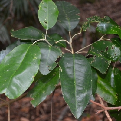 Sarcomelicope simplicifolia subsp. simplicifolia (Big Yellow Wood) at Jamberoo, NSW - 23 Apr 2023 by plants