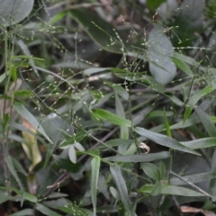 Panicum pygmaeum (Pygmy Panic, Dwarf Panic) at Budderoo National Park - 23 Apr 2023 by plants