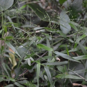 Panicum pygmaeum at Jamberoo, NSW - 23 Apr 2023 02:31 AM