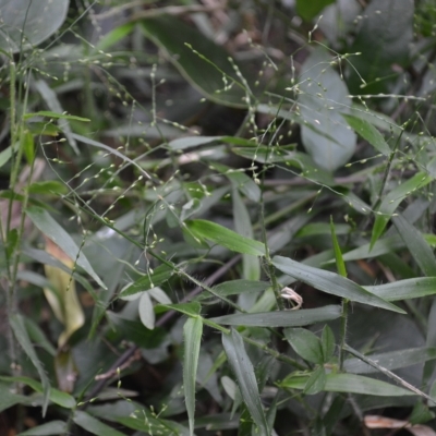 Panicum pygmaeum (Pygmy Panic, Dwarf Panic) at Budderoo National Park - 22 Apr 2023 by plants
