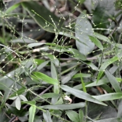 Panicum pygmaeum at Jamberoo, NSW - 23 Apr 2023 02:31 AM