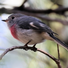 Petroica rosea (Rose Robin) at Chiltern, VIC - 23 Apr 2023 by KylieWaldon