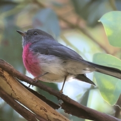 Petroica rosea at Chiltern, VIC - 23 Apr 2023