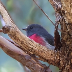 Petroica rosea at Chiltern, VIC - 23 Apr 2023