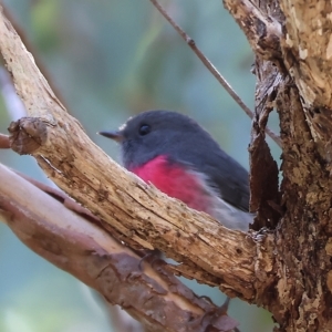 Petroica rosea at Chiltern, VIC - 23 Apr 2023