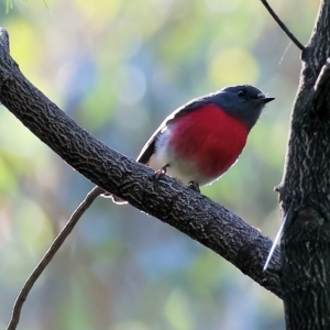 Petroica rosea at Chiltern, VIC - 23 Apr 2023