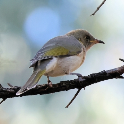 Ptilotula fusca (Fuscous Honeyeater) at Chiltern-Mt Pilot National Park - 23 Apr 2023 by KylieWaldon