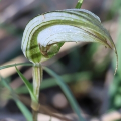 Diplodium ampliatum (Large Autumn Greenhood) at Chiltern, VIC - 23 Apr 2023 by KylieWaldon