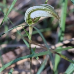 Diplodium ampliatum at Chiltern, VIC - suppressed