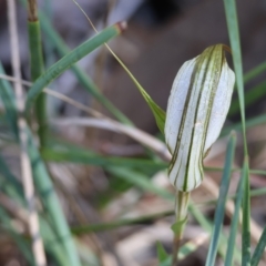 Diplodium ampliatum at Chiltern, VIC - 23 Apr 2023