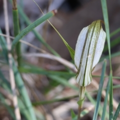 Diplodium ampliatum at Chiltern, VIC - suppressed