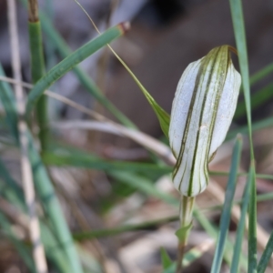 Diplodium ampliatum at Chiltern, VIC - 23 Apr 2023