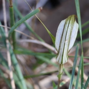 Diplodium ampliatum at Chiltern, VIC - suppressed