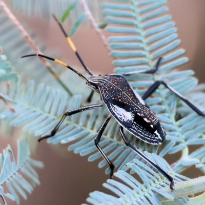 Unidentified Shield, Stink or Jewel Bug (Pentatomoidea) at Chiltern, VIC - 23 Apr 2023 by KylieWaldon