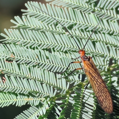 Unidentified Scorpionfly and Hangingfly (Mecoptera) at Chiltern, VIC - 23 Apr 2023 by KylieWaldon