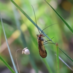 Chorista australis at Chiltern, VIC - 23 Apr 2023 11:46 AM