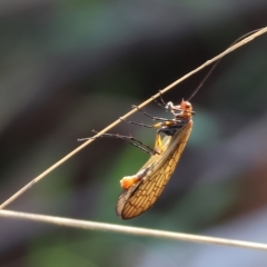 Chorista australis at Chiltern, VIC - 23 Apr 2023 11:46 AM