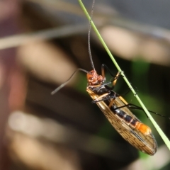 Chorista australis at Chiltern, VIC - 23 Apr 2023 11:46 AM