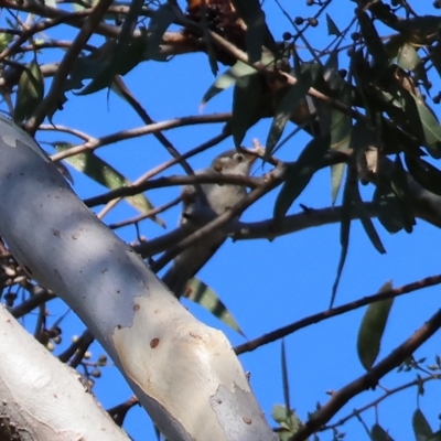Melithreptus brevirostris (Brown-headed Honeyeater) at Chiltern, VIC - 23 Apr 2023 by KylieWaldon