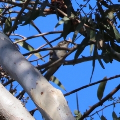 Melithreptus brevirostris (Brown-headed Honeyeater) at Chiltern, VIC - 23 Apr 2023 by KylieWaldon