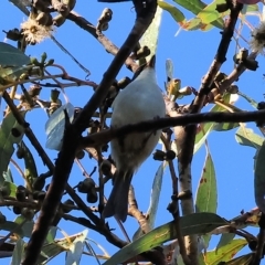 Melithreptus lunatus (White-naped Honeyeater) at Chiltern-Mt Pilot National Park - 23 Apr 2023 by KylieWaldon