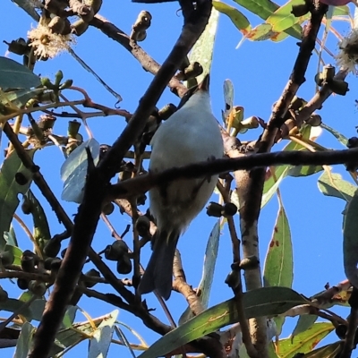 Melithreptus lunatus (White-naped Honeyeater) at Chiltern-Mt Pilot National Park - 23 Apr 2023 by KylieWaldon