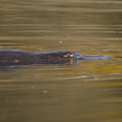 Ornithorhynchus anatinus (Platypus) at Carwoola, NSW - 22 Apr 2023 by trevsci