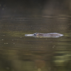 Ornithorhynchus anatinus at Carwoola, NSW - 22 Apr 2023