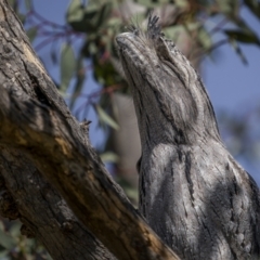 Podargus strigoides (Tawny Frogmouth) at QPRC LGA - 22 Apr 2023 by trevsci