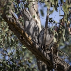 Podargus strigoides at Yarrow, NSW - 22 Apr 2023