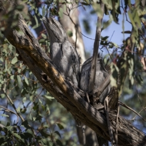 Podargus strigoides at Yarrow, NSW - 22 Apr 2023