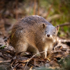 Isoodon obesulus obesulus (Southern Brown Bandicoot) at Tidbinbilla Nature Reserve - 23 Apr 2023 by Boagshoags