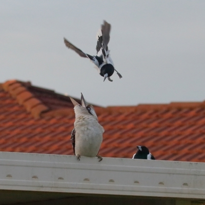 Dacelo novaeguineae (Laughing Kookaburra) at Wellington Point, QLD - 21 Apr 2023 by TimL