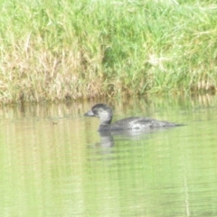 Biziura lobata (Musk Duck) at Lake Ginninderra - 21 Apr 2023 by idlidlidlidl