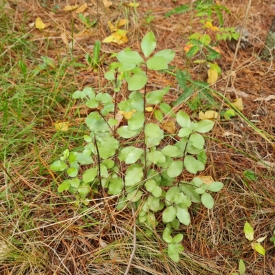 Pittosporum tenuifolium (Kohuhu) at Isaacs Ridge and Nearby - 23 Apr 2023 by Mike