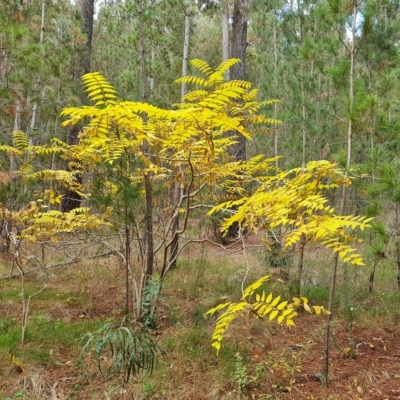 Ailanthus altissima (Tree-of-Heaven) at Isaacs, ACT - 23 Apr 2023 by Mike
